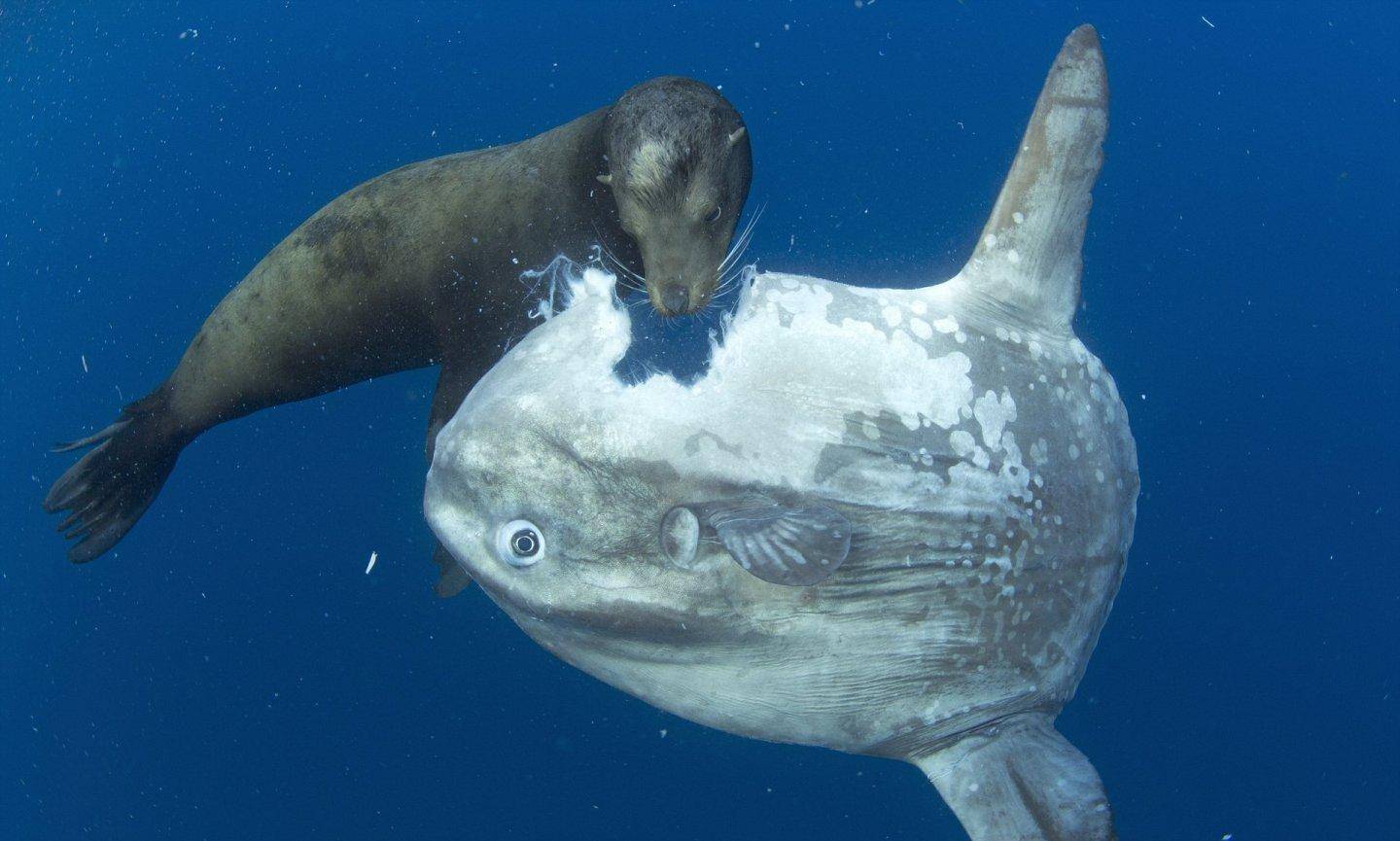 世界上最傻動物翻車魚 完全沒有自保能力 被海豹吃掉也無動於衷 17看遍全世界