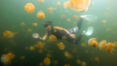 帛琉特有的金色水母湖，是遊客到帛琉的熱門浮潛景點。（雄獅旅遊提供／陳祐誠傳真）