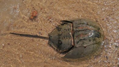 有「灘地上的活化石」之稱的鱟為金門特有海洋最大型底棲性甲殼類動物，也是地區發展生態旅遊的主角之一。（李金生攝）
