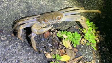 綠島的新紀錄種-毛足陸方蟹。　圖：陳歆／攝