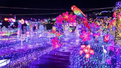 伊豆Granpal公園彩燈展的新展區「walk on the illumination」。　圖：伊豆仙人掌公園株式會社／提供