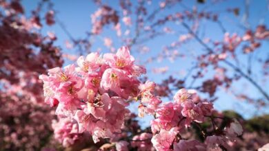 梨山櫻花盛開，歡迎上山走春。　圖：參山國家風景區管理處／提供