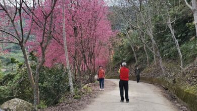 古坑鄉草嶺村青山坪的櫻花開得最早，今年賞櫻人數受疫情衝擊也少了８成。（周麗蘭攝）