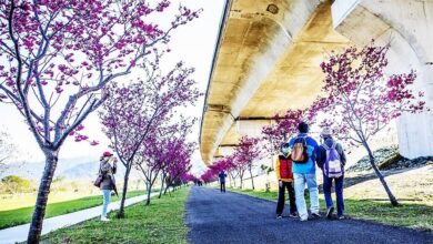 竹東河濱公園沿台68線橋下有2公里長的櫻花步道，櫻花季吸引不遊客前來遊憩賞花。（羅浚濱攝）