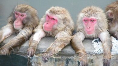 浴池畔享受溫泉的猴群一字排開相當可愛。　圖：函館市熱帯植物園／來源
