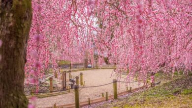 2月上旬至3月中旬計劃安排日本之旅，別錯過欣賞梅花之美。　圖：潤風さん／來源