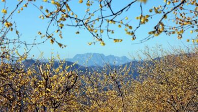寶登山頂視野極佳，能將蠟梅與壯麗山色一次飽覽。　圖：埼玉県物産観光協会／來源