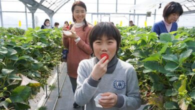 伊豆的國市有許多體驗「採摘草莓」的草莓園設施。　圖：美好伊豆創造中心／提供