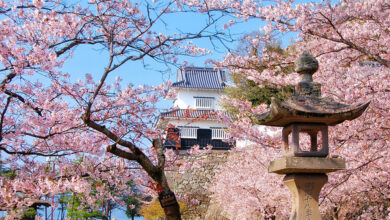 大村公園是長崎縣最知名的賞櫻景點之一。　圖：長崎縣觀光連盟／提供