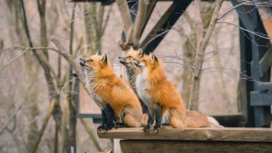 比起夏季，秋冬到訪宮城藏王狐狸村能看到毛皮厚且蓬鬆的狐狸群，可愛程度更是加倍！　圖：pianoman555さん／來源