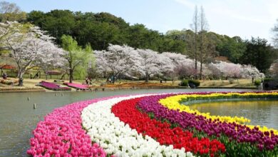 「濱松花卉公園」占地約30萬平方公尺，園內幅員遼闊看點十足，能欣賞多樣化花卉。　圖：靜岡縣／來源