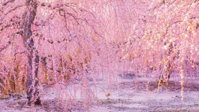 垂枝梅盛開期間，粉色花海傾瀉而下，景色相當夢幻。　圖：三重フォトギャラリー／來源