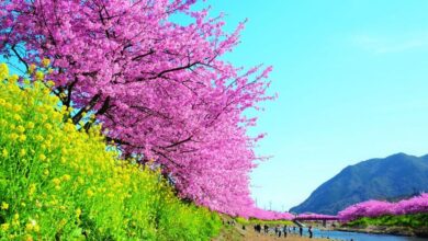 河津櫻是最早盛開的櫻花。　圖：美好伊豆創造中心／提供