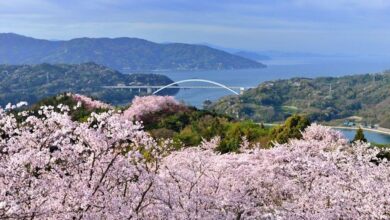 島波海道最負盛名的賞櫻秘景「開山公園」。　圖：愛媛縣觀光國際課／提供