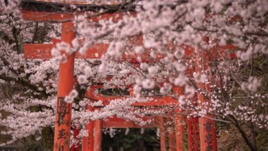 紅粉相襯的賞櫻秘境「竹中稻荷神社」就在京都大學附近。　圖：ATELIER.Aさん／來源