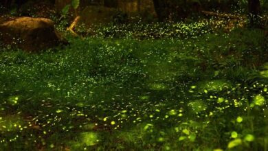 西拉雅國家風景區週邊山區，因為生態優勢孕育許多螢火蟲種類。　圖：西拉雅-南寮社區協會／提供