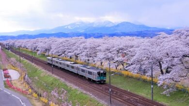 推薦從JR東北本線的大河原站或船岡站下車漫步，享受沿途春櫻。　圖：しげあきさん／來源