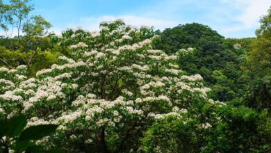 四月是桐花盛開的季節。　圖：Shutterstock／來源