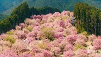 奈良高見之鄉剛好迎來滿開的千本枝垂櫻，震撼美景讓人屏息！　圖：写真AC／來源