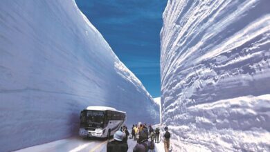 擁有高聳雪牆的「立山黑部」深受訪日遊客喜愛，值得遊客多次造訪。　圖：向日遊顧問有限公司／提供