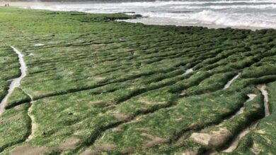 賞綠石槽美景，也要留意守護不破壞海藻的生長。　圖：北海岸及觀音山國家風景區管理處／提供