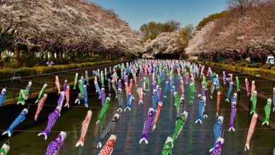 每到春季，群馬縣鶴生田川就能欣賞鯉魚旗飛舞震撼美景，搭配兩側櫻花盛開相當迷人。　圖：写真AC／來源