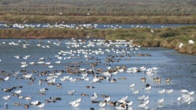布袋鹽田濕地是侯鳥的棲息樂園。　圖：布袋五鹽田／提供