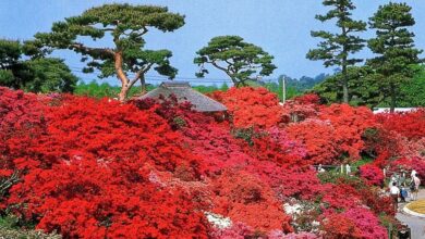 春季期間「躑躅岡公園」被萬株杜鵑盛開的壯麗花海圍繞。　圖：群馬県／來源