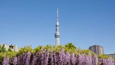 只有在龜戶天神社才能拍到東京晴空塔從紫藤花叢中冒出的逗趣照片！　圖：写真AC／來源