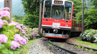 有「繡球花電車」美稱的「箱根登山鐵道」，10月起將調漲票價。　圖：箱根登山鐵道/提供