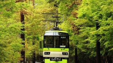叡山電車夏季賞楓活動「綠楓葉隧道緩緩前行」從4月23日持續至5月31日。　圖：向日遊／提供