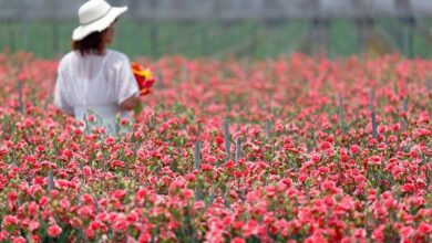 到彰化旅遊兼賞花，還可參加攝影比賽。　圖：shutterstock／來源