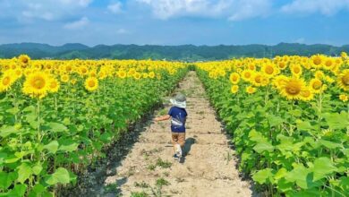 向日葵迷宮好玩又好拍，快準備排入夏季日本行程！　圖：一般社団法人東北観光推進機構／來源