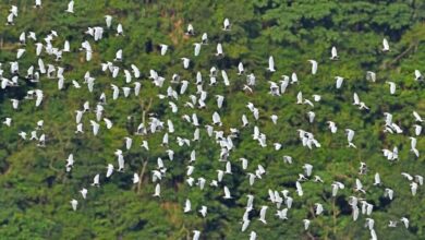 阿里山黃頭鷺群飛的壯闊生態景觀。　圖：阿里山國家風景區管理處／提供