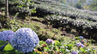 茶園中初秋盛開的繡球花。　記者-周威廷／攝