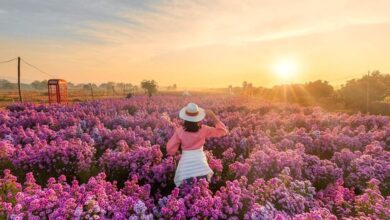 涼爽的泰國，五顏六色的花田美景讓人心情舒爽。　圖：泰國觀光局／提供
