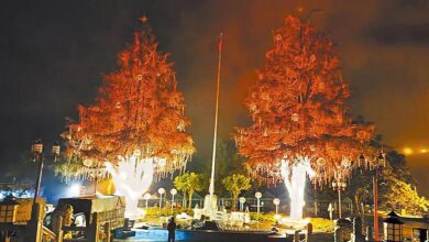 梨山賓館前兩棵高達28公尺大雪松聖誕樹，亮起梨山最美燈光，為2022年山谷燈光節畫下精彩動人的落幕。（參山處提供）