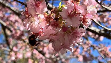 武陵農場早櫻品種河津櫻粉粉嫩嫩非常浪漫與美麗，吸引內行遊客前往賞櫻與走春。（武陵農場提供）