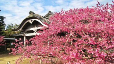 鍋島邸旁盛開的緋寒櫻。　圖：長崎縣觀光連盟／提供