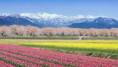 富山縣朝日町春季由花朵及高山組成的四重奏風景讓人一見難忘。　圖：朝日町／提供