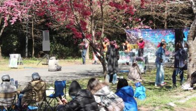奧萬大舉行「春櫻傳情」音樂會將於11日、12日登場，讓遊客在櫻花樹下聽音樂、野餐、玩手作。（南投林管處提供／楊靜茹南投傳真）