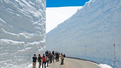 每年4月下旬開山為雪地中闢出一條車道，造就了壯闊雪牆吸引許多觀光客前來朝聖。　圖：大榮旅遊／提供