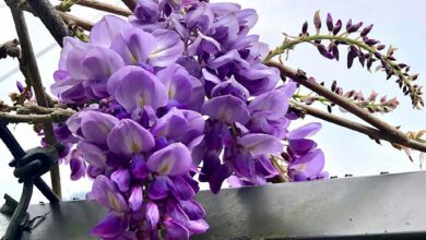 每年三月中下旬至四月初，是台灣紫藤花盛開的季節。圖為嘉義縣梅山瑞里即將進入盛開期的紫藤花將。（圖/ 本報系資料照）
