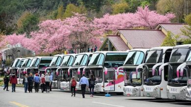 武陵農場櫻花季迎來第一波盛開最高潮，下周一起還有餘票空位。（國光客運提供）