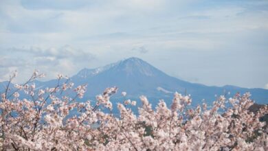 米子城跡眺望大山櫻姿米子鬼太郎空港，呈現可愛又獨特旅遊氛圍。　圖：鳥取縣廳／提供