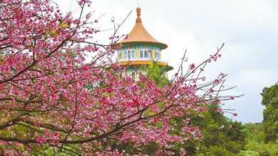 天元宮每年2到3月絕美的粉色花海，吸引人潮賞花。（福容大飯店提供）