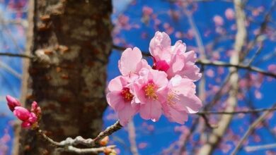 阿里山琉球山櫻花。(林務局提供)