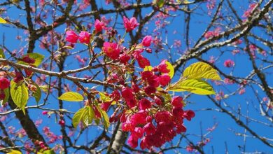 山櫻花為阿里山地區較早盛開的櫻花，2月上旬至3月中在山區怒放。（嘉義林管處提供／廖素慧嘉義傳真）