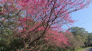 每年春暖花開的2至3月，三芝的櫻花正以粉嫩的花朵，迎接每個到來的遊客。(黃敬文翻攝)