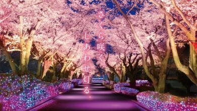 「夜櫻寶石燈飾秀」結合夜櫻與寶石般的燈光特效，呈現出浪漫夢幻氛圍。　圖：讀賣樂園／來源
